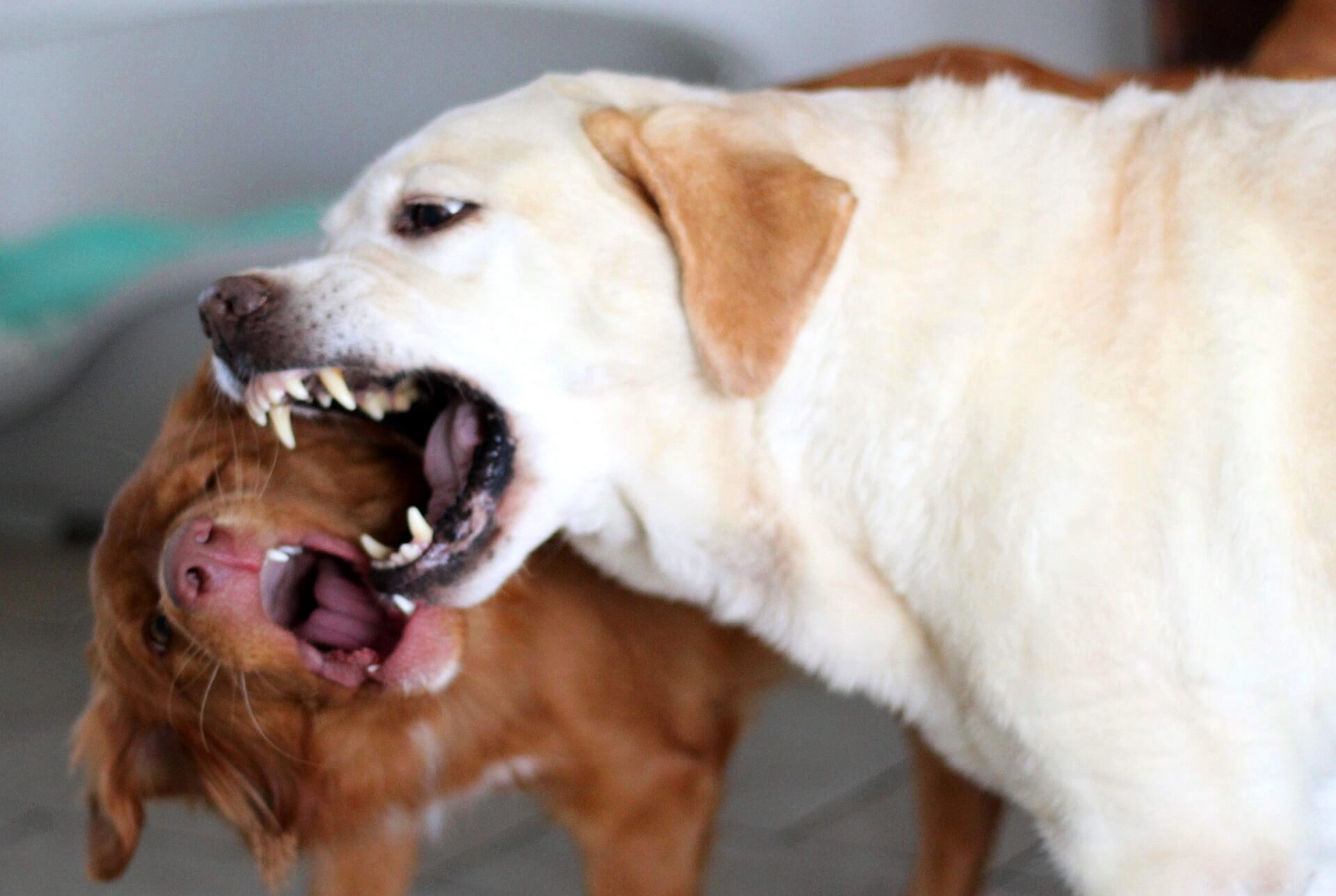 dogs biting