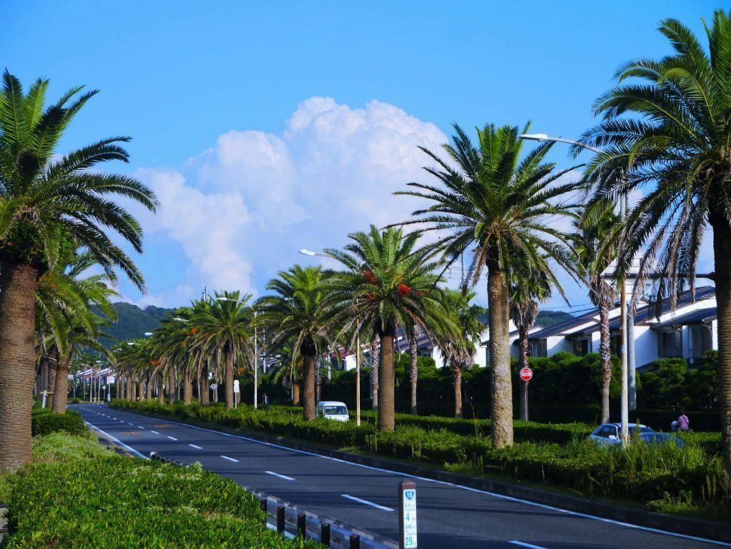 street lined palm trees