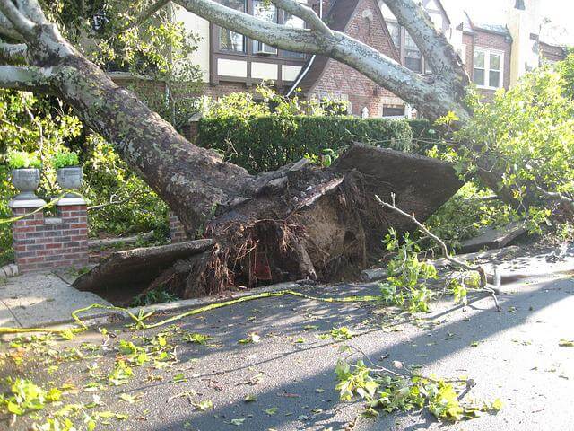 uprooted tree