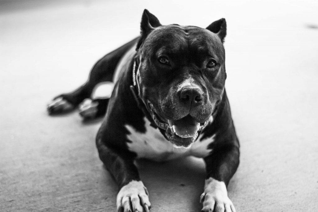 dog bite injuries of the eyes