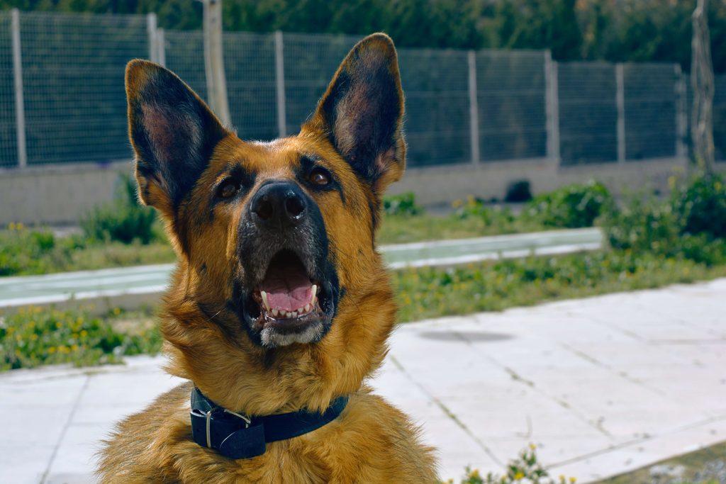 dog