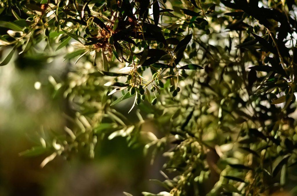 almond trees